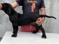 Mastín Sudafricano- Boerboel cachorros - 2