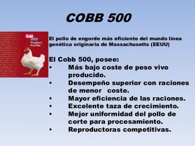 POLLOS GIGANTES DE ENGORDE: COBB 500  | Publica gratis tu  anuncio del Agro